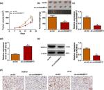 LSD1 Antibody in Western Blot, Immunohistochemistry (WB, IHC)