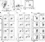 FOXP3 Antibody in Flow Cytometry (Flow)