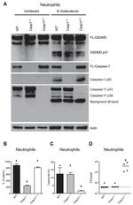 Actin Antibody in Western Blot (WB)