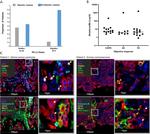 CD8 alpha Antibody in Immunohistochemistry (IHC)