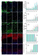 IGF1 Antibody in Immunohistochemistry (IHC)