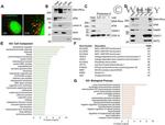 DNA-PK Antibody in Western Blot (WB)