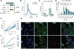 Synaptophysin Antibody in Western Blot (WB)