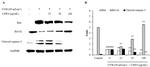 Bcl-xL Antibody in Western Blot (WB)