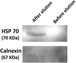 Calnexin Antibody in Western Blot (WB)