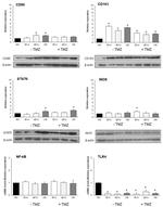 CD86 Antibody in Western Blot (WB)