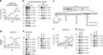 Synaptophysin Antibody in Western Blot (WB)