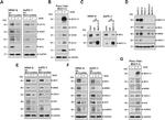 Synaptophysin Antibody in Western Blot (WB)