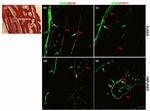 AXIN2 Antibody in Immunohistochemistry (IHC)