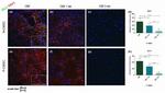 CD90 Antibody in Immunocytochemistry (ICC/IF)