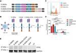 CD34 Antibody in Flow Cytometry (Flow)