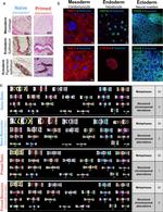 CYP3A4 Antibody in Immunocytochemistry (ICC/IF)