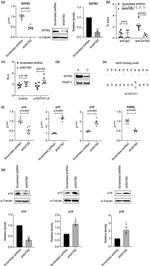 p16INK4a Antibody in Western Blot (WB)