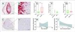 Osteopontin Antibody in Immunohistochemistry (IHC)