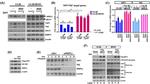 YAP1 Antibody in Western Blot (WB)