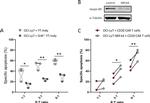 SERPINB9 Antibody in Western Blot (WB)