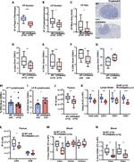 CD3e Antibody in Flow Cytometry (Flow)