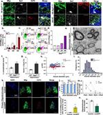 CD74 Antibody in Flow Cytometry (Flow)