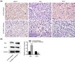 UBE2J1 Antibody in Immunohistochemistry (IHC)