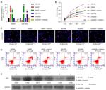 WT1 Antibody in Western Blot (WB)