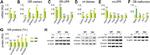 ATF5 Antibody in Western Blot (WB)