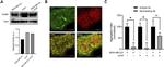 ICAM-1 Antibody in Western Blot, Neutralization (WB, Neu)