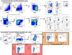 HLA-DR Antibody in Flow Cytometry (Flow)