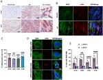 iNOS Antibody in Immunohistochemistry (IHC)