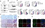 iNOS Antibody in Immunohistochemistry (IHC)