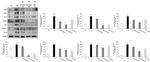 iNOS Antibody in Western Blot (WB)