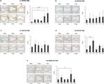 alpha-2a Adrenergic Receptor Antibody in Immunohistochemistry (IHC)