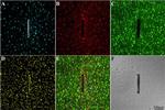 GFAP Antibody in Immunohistochemistry (IHC)