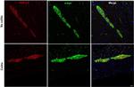 PGP9.5 Antibody in Immunohistochemistry (PFA fixed) (IHC (PFA))