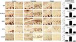 Phospho-IRE1 alpha (Ser724) Antibody in Immunohistochemistry (IHC)