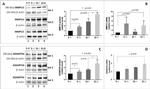 beta Actin Antibody in Western Blot (WB)