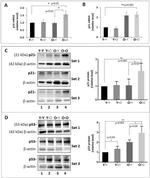 beta Actin Antibody in Western Blot (WB)