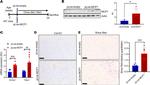 MCP-1 Antibody in Western Blot (WB)