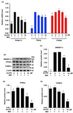 SREBP1 Antibody in Western Blot (WB)