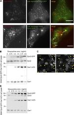 Dynamin 2 Antibody in Western Blot (WB)