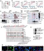 BACE1 Antibody in Western Blot (WB)