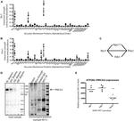 PMCA2 ATPase Antibody in Western Blot (WB)