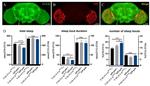 GFP Antibody in Immunohistochemistry (PFA fixed) (IHC (PFA))