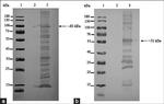 6x-His Tag Antibody in Western Blot (WB)