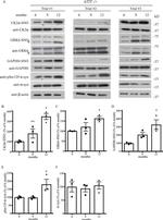 GAPDH Antibody in Western Blot (WB)