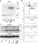 GAPDH Antibody in Western Blot (WB)