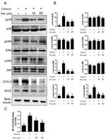 iNOS Antibody in Western Blot (WB)