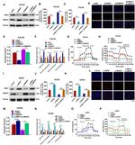 BANP Antibody in Western Blot (WB)