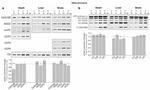 UCP4 Antibody in Western Blot (WB)