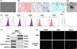 CD63 Antibody in Western Blot (WB)