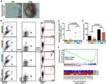 CD235a (Glycophorin A) Antibody in Flow Cytometry (Flow)